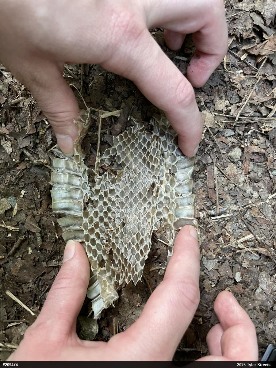 Eastern Ratsnake