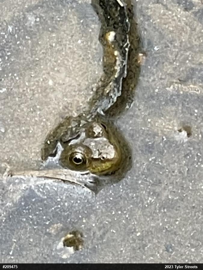 Green Frog