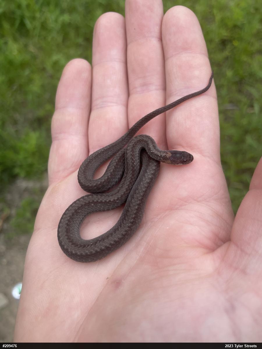 Red-bellied Snake