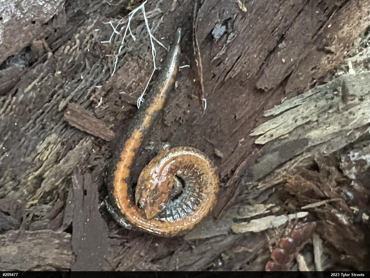 Eastern Red-backed  Salamander