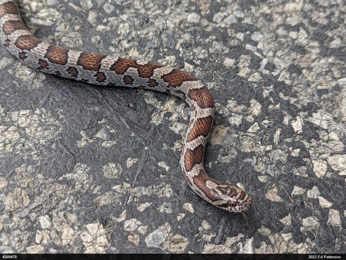 Eastern Milksnake