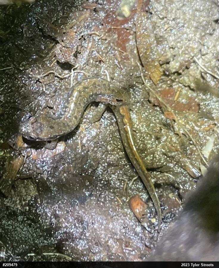 Northern Dusky Salamander