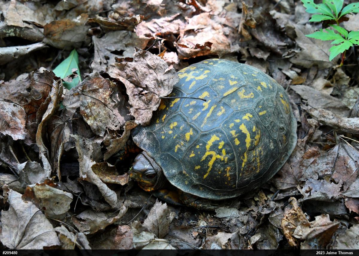 Eastern Box Turtle