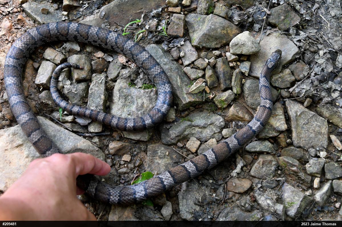 Eastern Milksnake