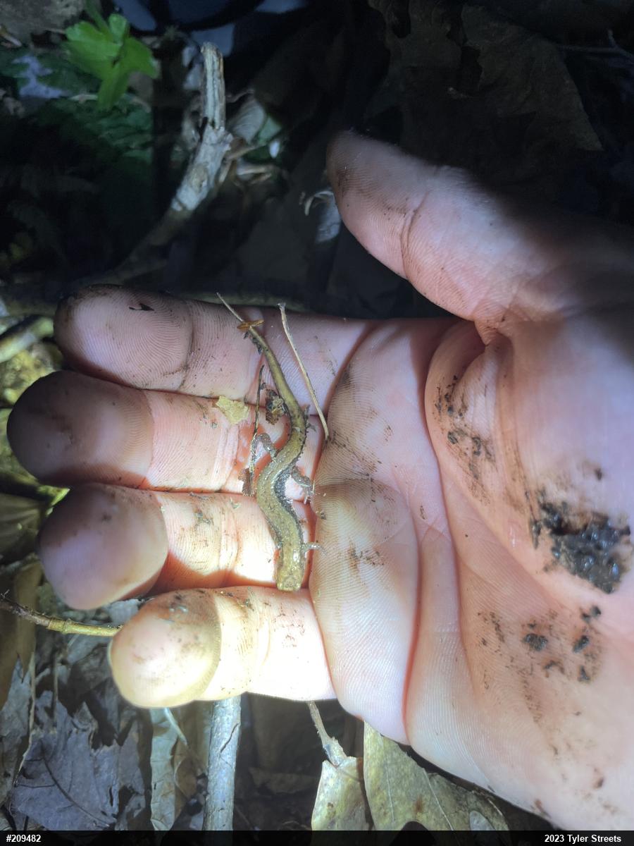 Allegheny Mountain Dusky Salamander