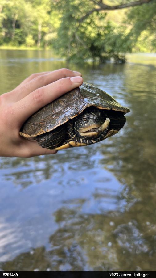 Northern Map Turtle