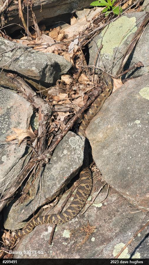 Eastern Hog-nosed Snake