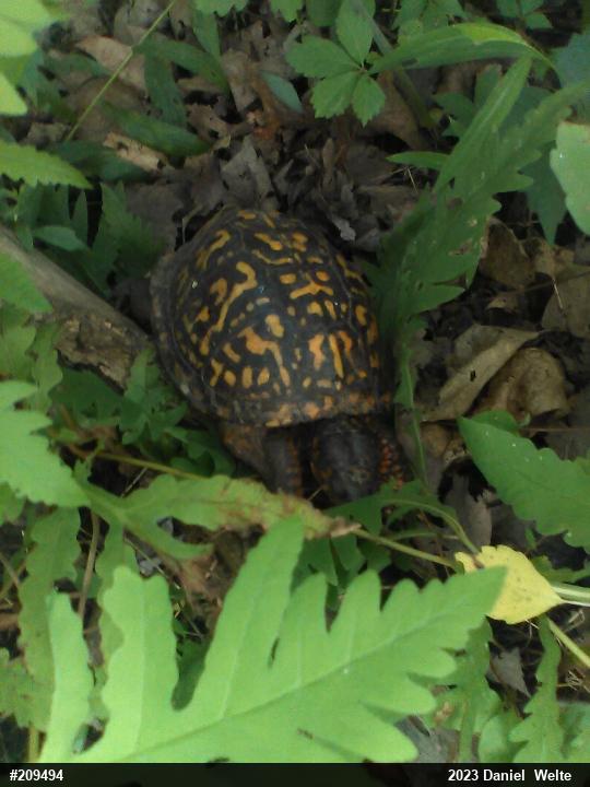 Eastern Box Turtle