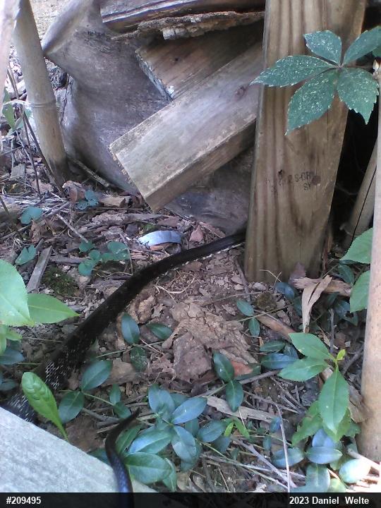 Eastern Ratsnake