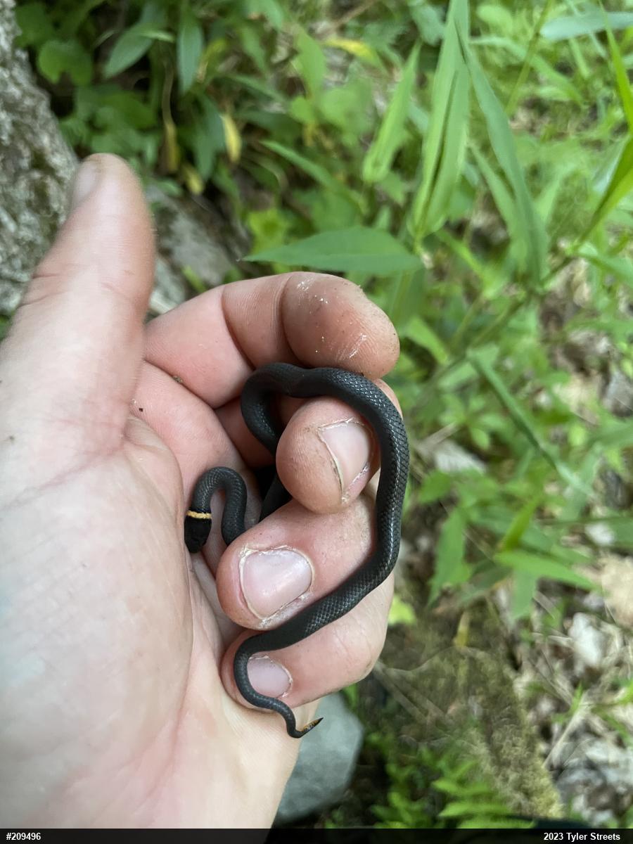 Northern Ring-necked Snake