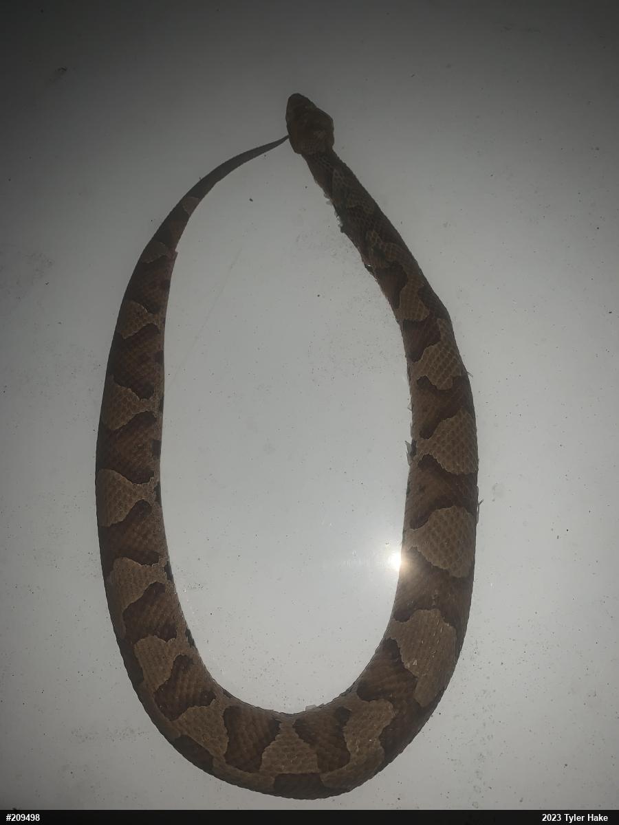 Northern Copperhead