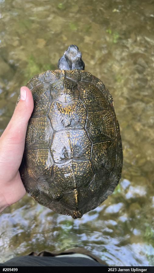 Wood Turtle