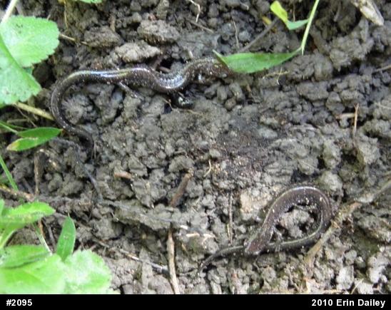 Eastern Red-backed  Salamander