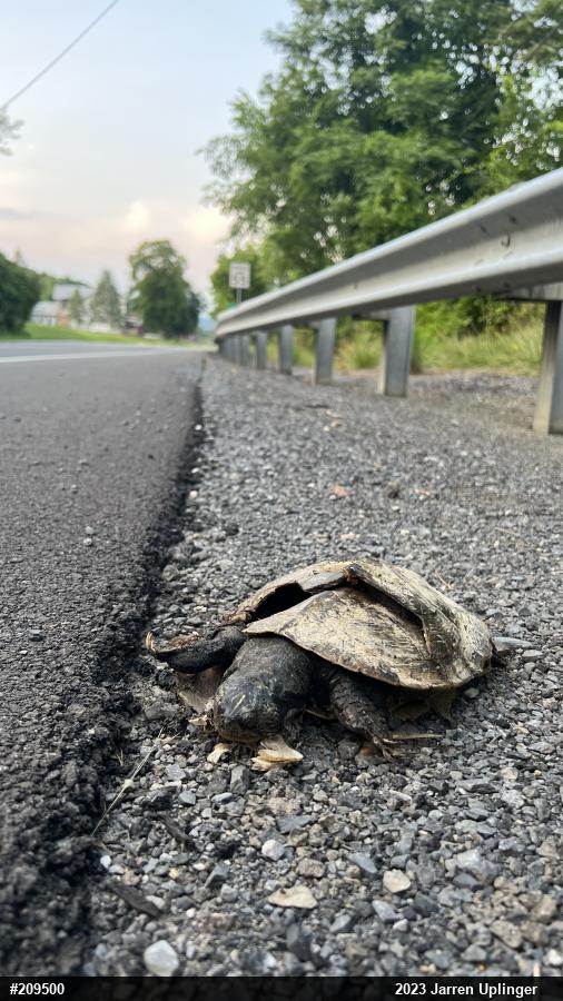 Northern Map Turtle