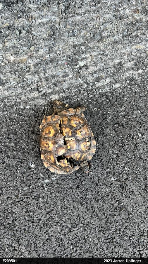Eastern Box Turtle