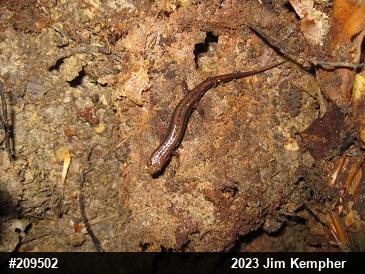 Allegheny Mountain Dusky Salamander