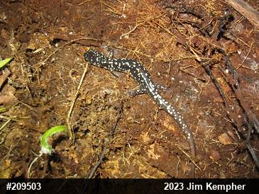 Northern Slimy Salamander