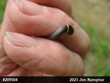 Northern Ring-necked Snake