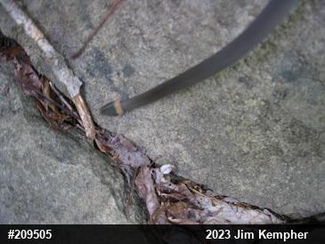 Northern Ring-necked Snake
