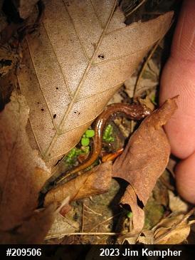 Allegheny Mountain Dusky Salamander