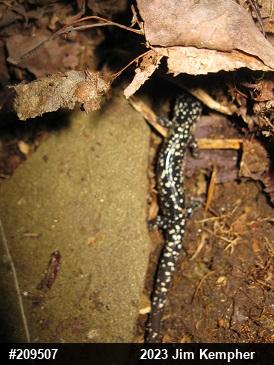 Northern Slimy Salamander