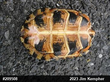 Wood Turtle
