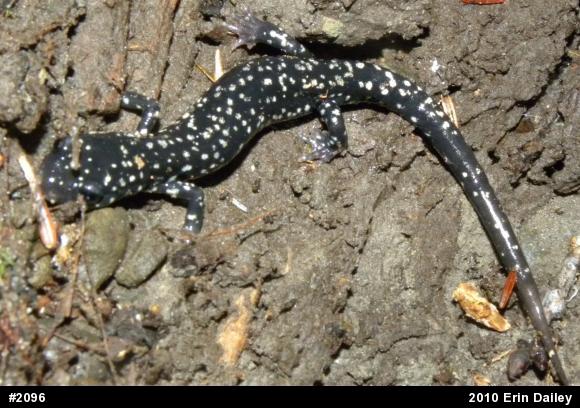 Northern Slimy Salamander