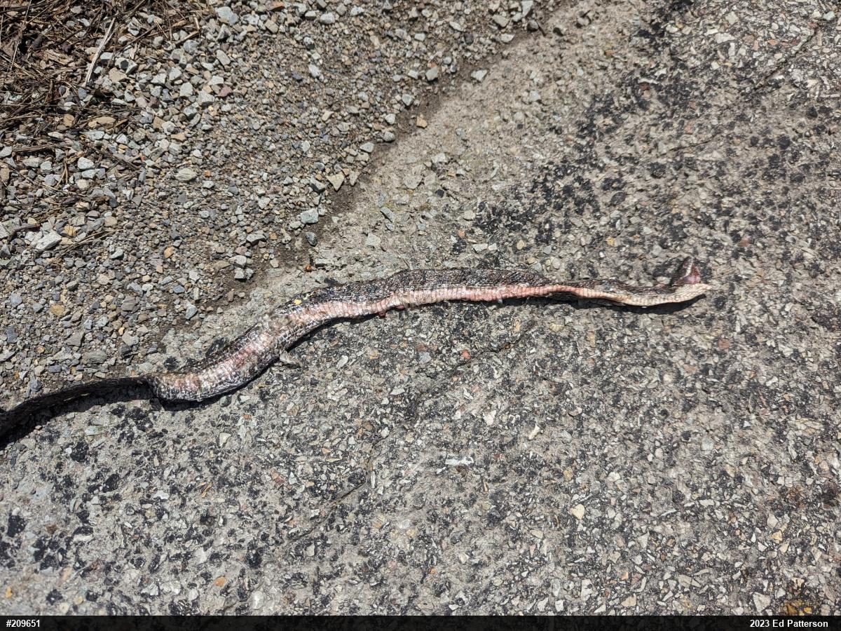 Eastern Ratsnake