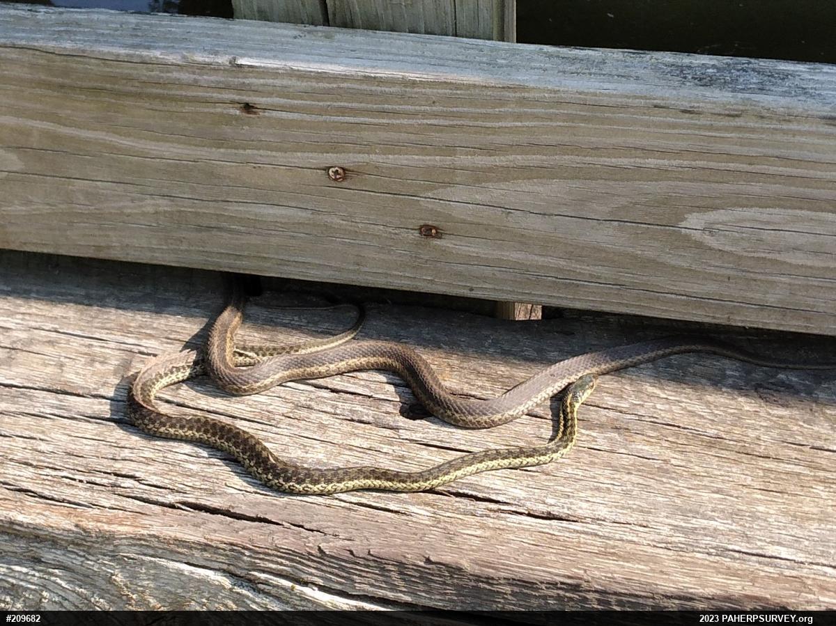 Eastern Gartersnake