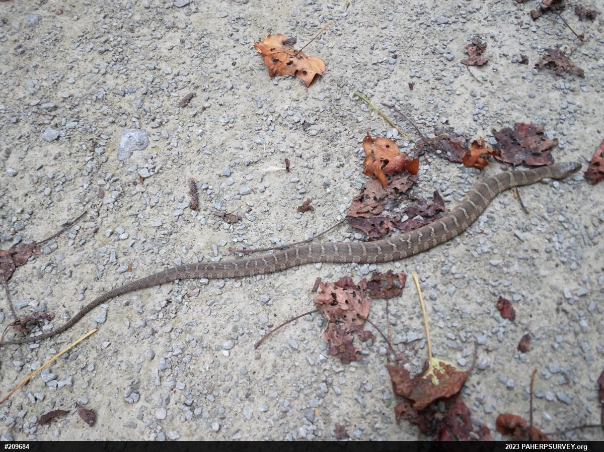 Northern Watersnake
