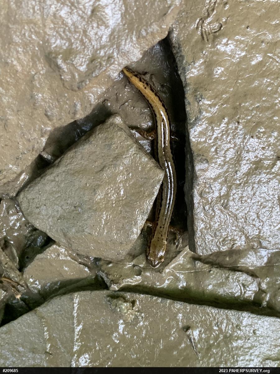 Northern Two-lined Salamander