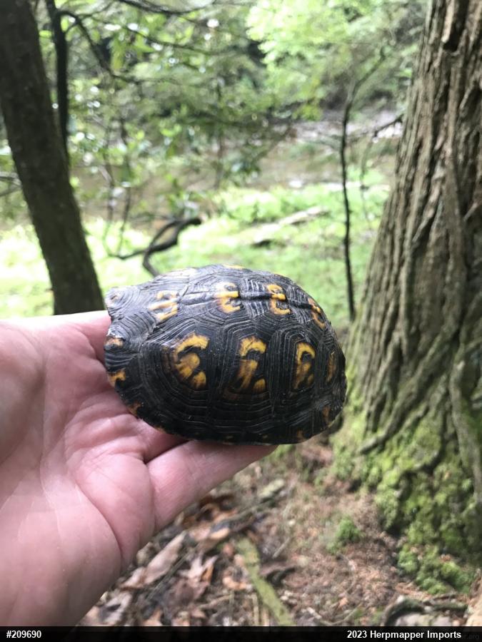Eastern Box Turtle