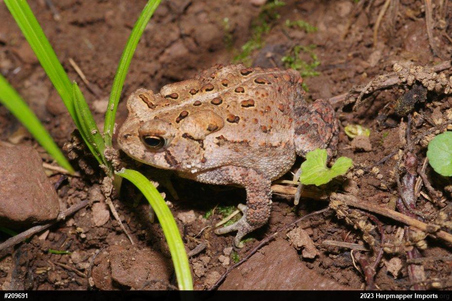 Eastern American Toad