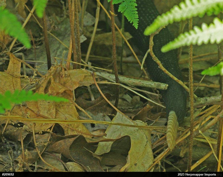 Timber Rattlesnake