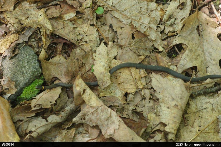 Northern Ring-necked Snake