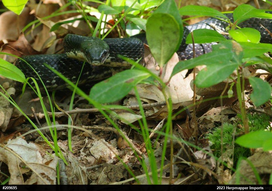 Eastern Ratsnake