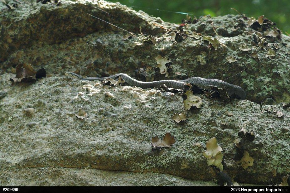 Eastern Ratsnake