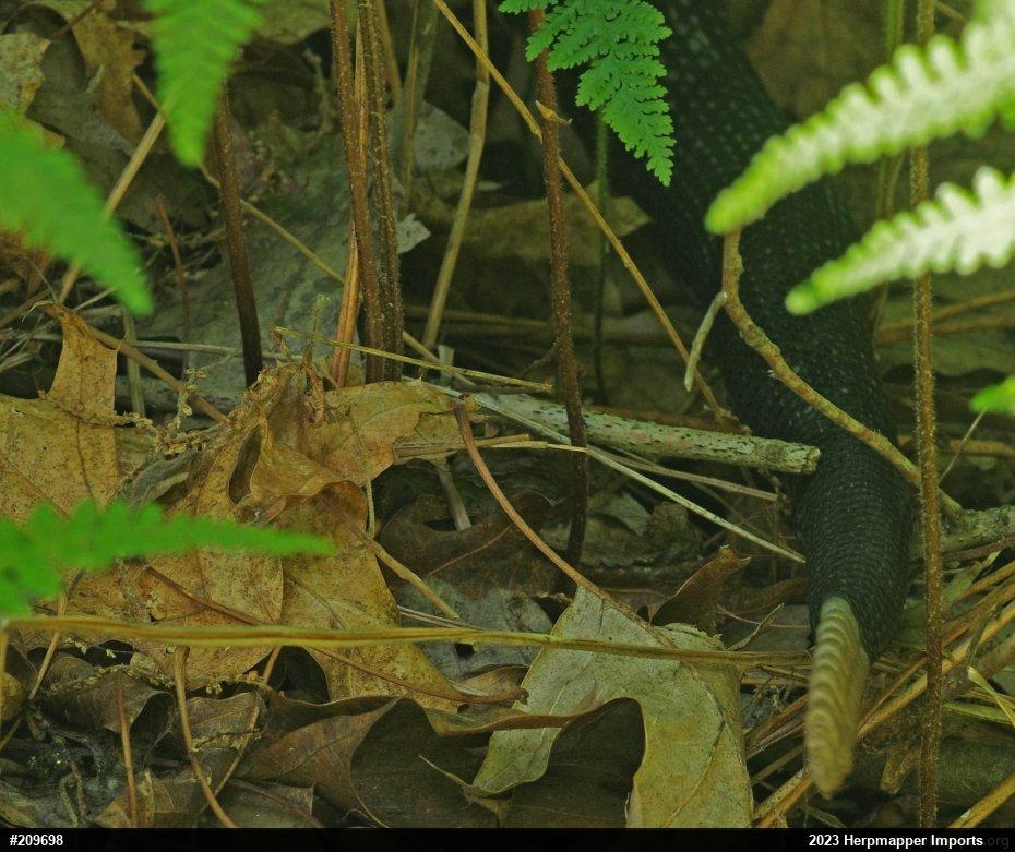 Timber Rattlesnake