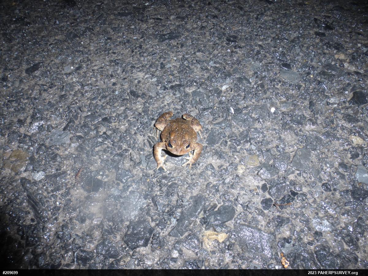 Eastern American Toad