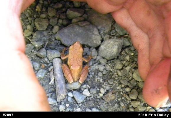 Spring Peeper