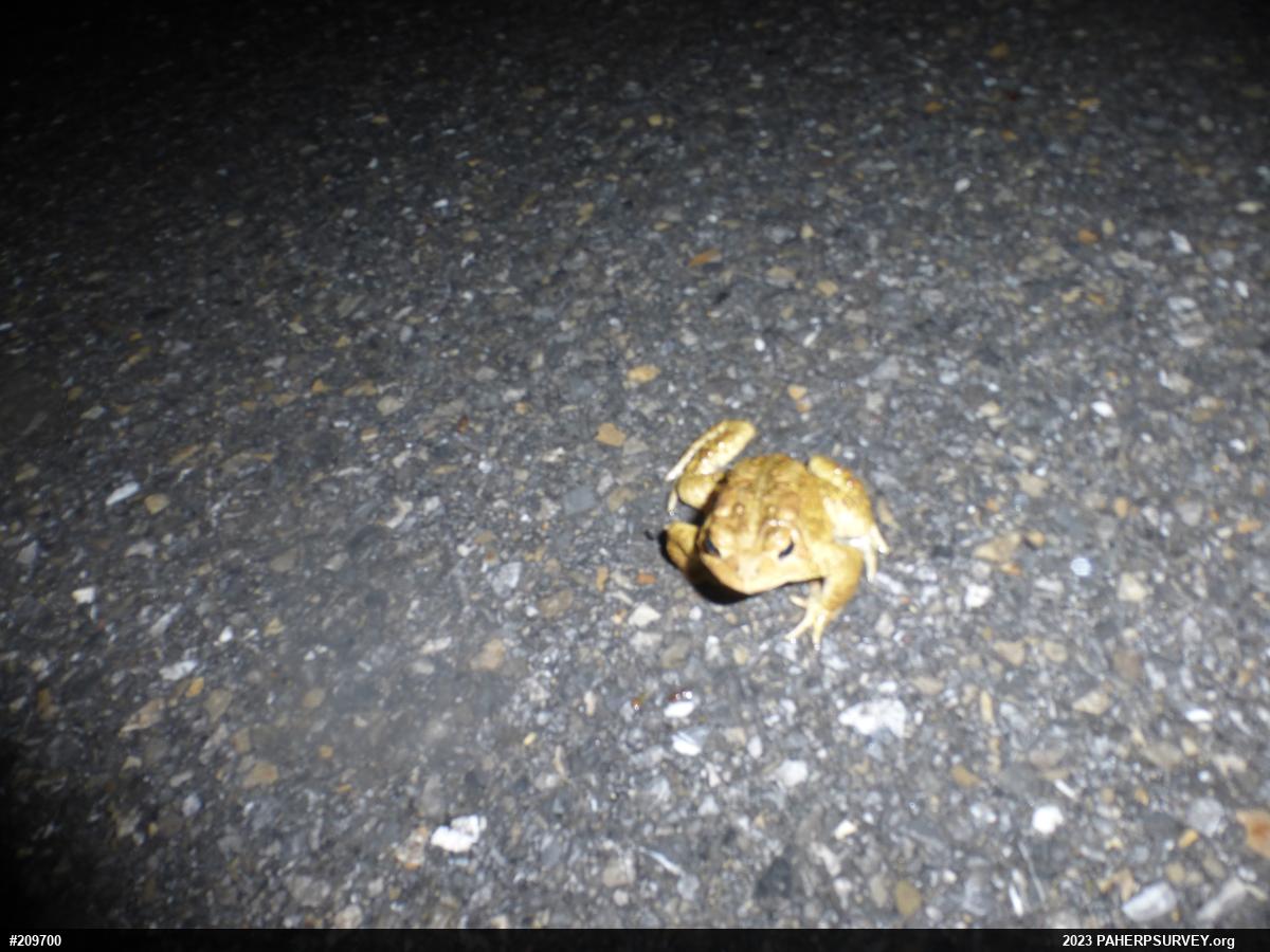 Eastern American Toad