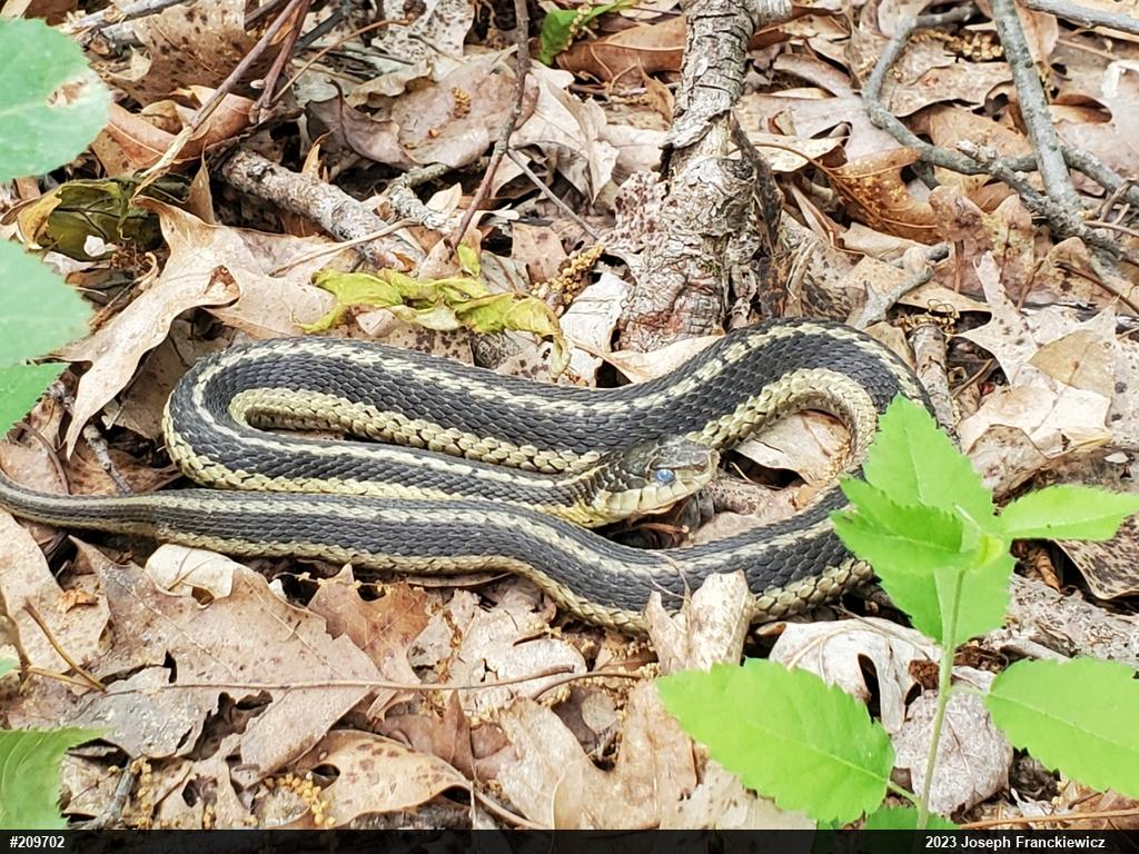 Eastern Gartersnake