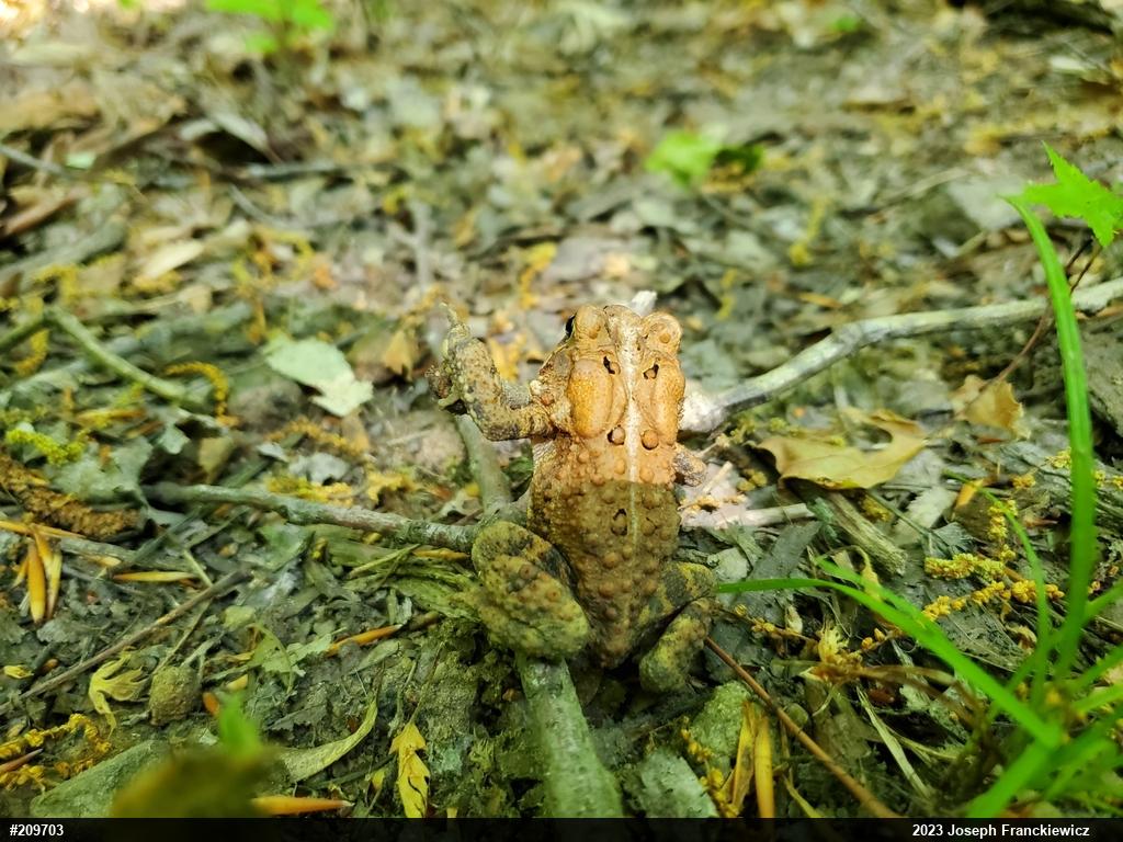 Eastern American Toad