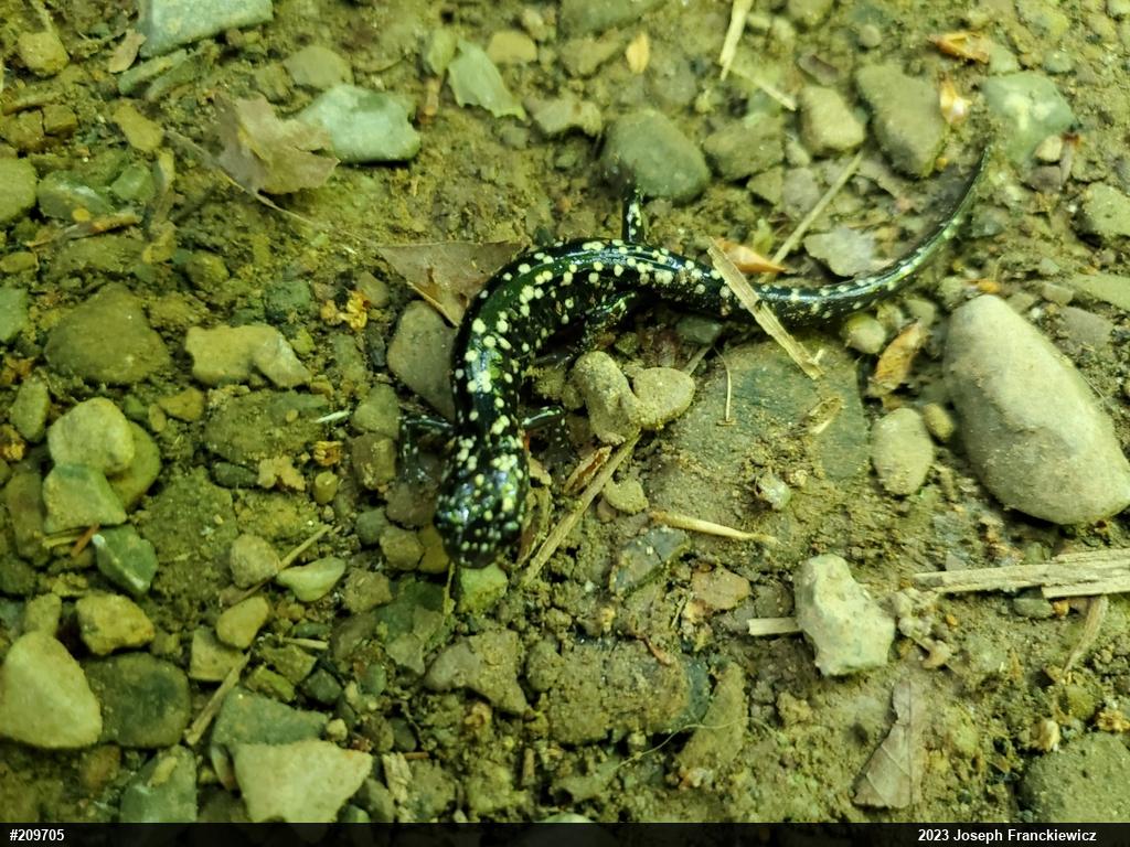 Northern Slimy Salamander