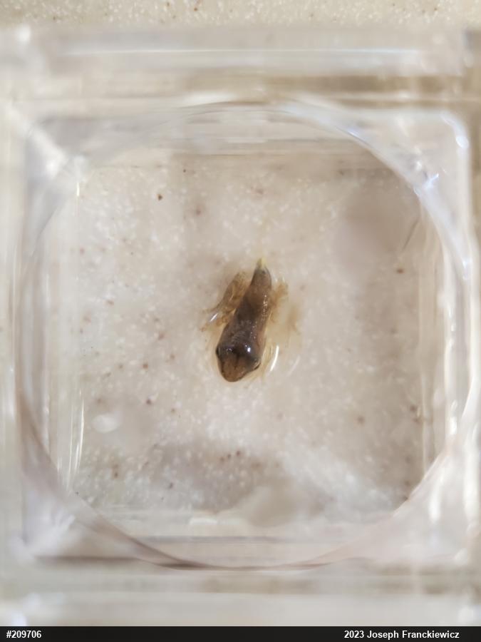 Spring Peeper