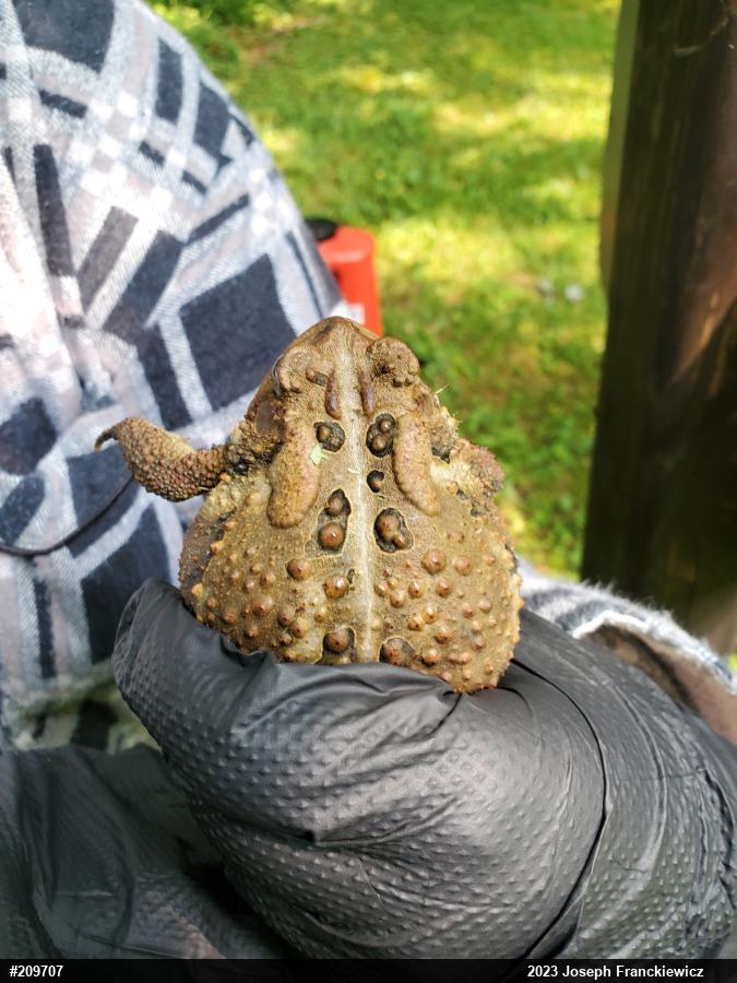 Eastern American Toad