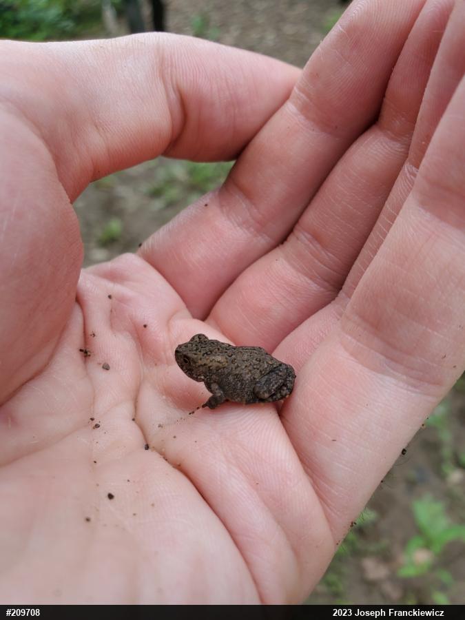 Eastern American Toad