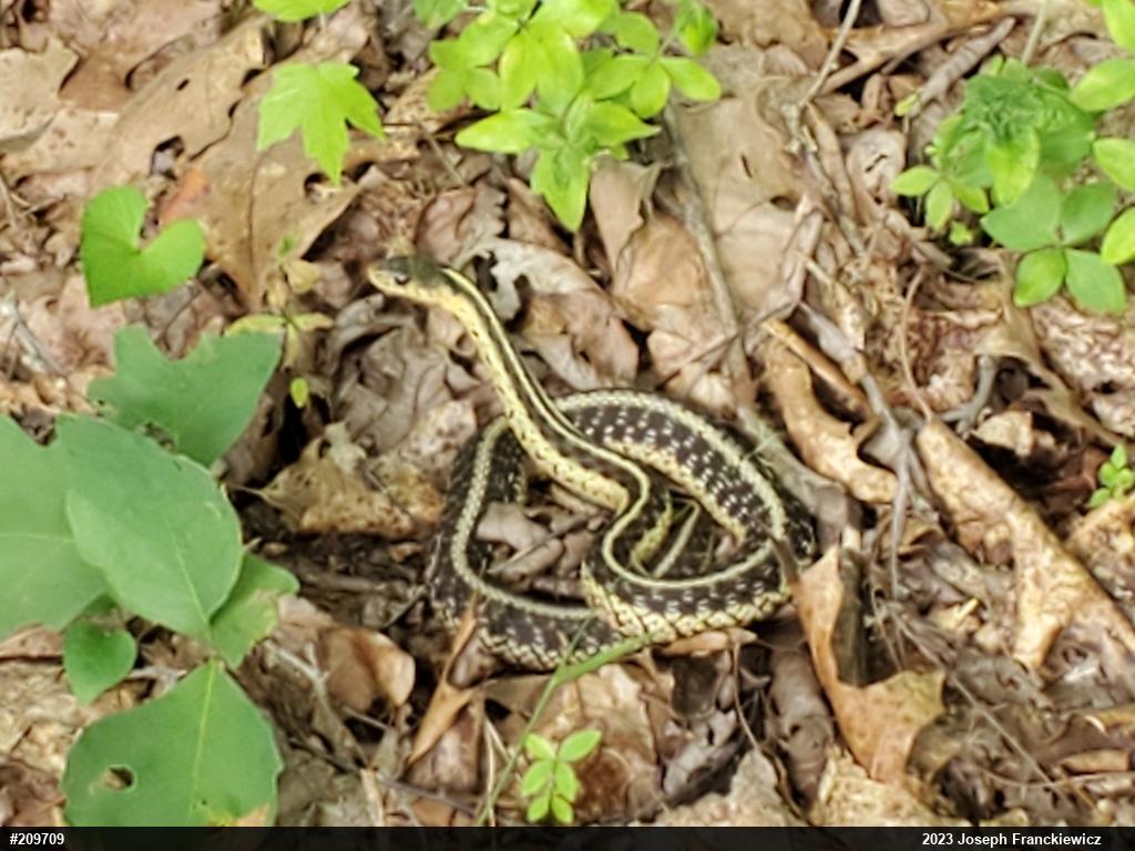 Eastern Gartersnake