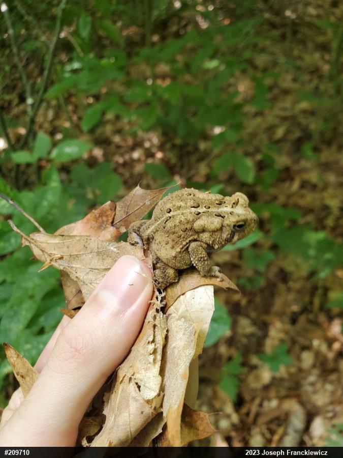 Eastern American Toad