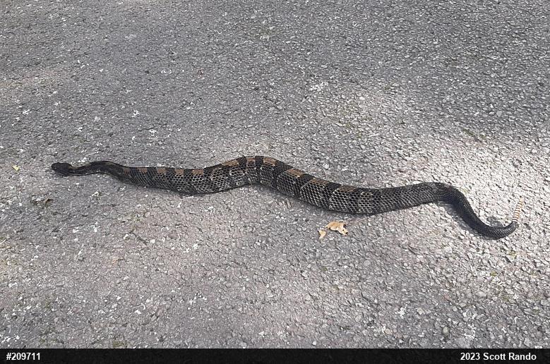 Timber Rattlesnake
